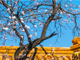 The Imperial Garden of The Palace Museum